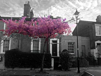 Flowers growing on building