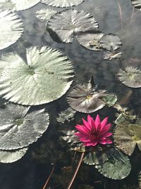 High angle view of lotus water lily