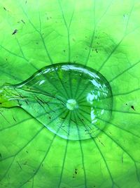 Full frame shot of green leaf