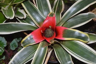 Close-up of red flowers