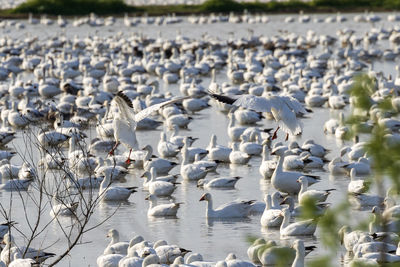 View of geese in lake