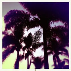 Trees against sky at sunset