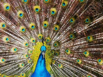 Close-up of peacock
