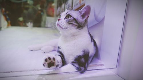 Cat sitting on floor