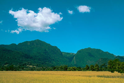 Scenic view of agricultural field against blue sky