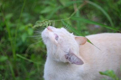 Close-up of rabbit on grass