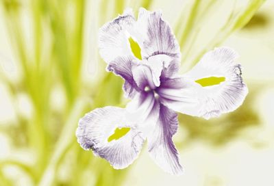 Close-up of purple flower