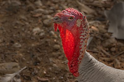 Close-up of a bird