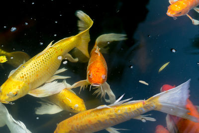 Fish swimming in sea