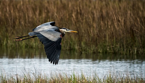 High angle view of gray heron flying over lake