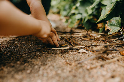 Close-up of hand holding leaves on field