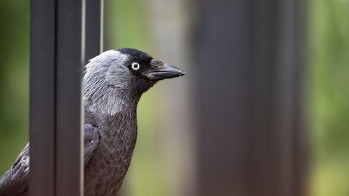 Close-up on a jackdaw at a restaurant in southern sweden.