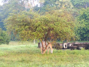 Plants growing on field
