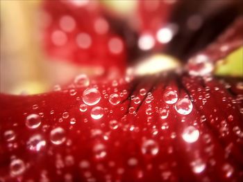 Close-up of water drops on red background