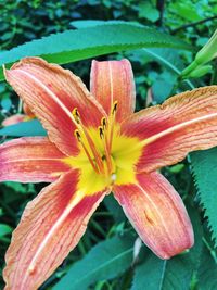 Close-up of flower