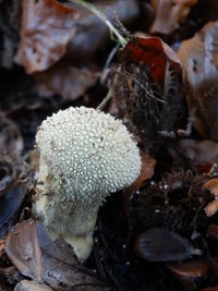 Close-up of mushrooms