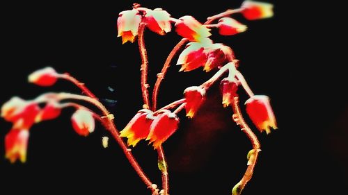 Close-up of red flowering plant against black background