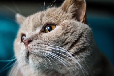 Close-up portrait of cat