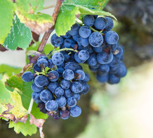 Close-up of grapes growing in vineyard