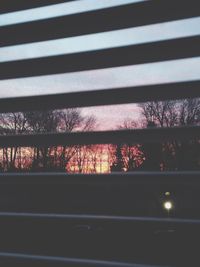 View of trees at sunset