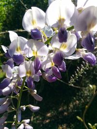 Close-up of purple flowering plant