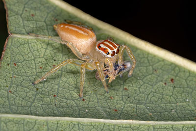 Close-up of insect on leaf