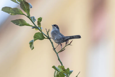 Bird perching on a plant