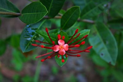 Close-up of red flower blooming outdoors