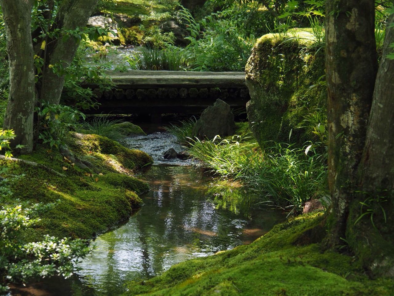 water, nature, bridge - man made structure, river, tree, no people, outdoors, growth, day, tranquil scene, tranquility, green color, forest, beauty in nature, plant, waterfall