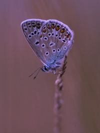 Close-up of butterfly on purple flower