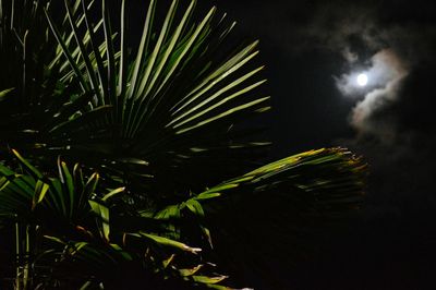 Low angle view of illuminated tree