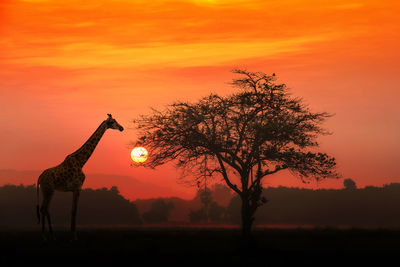 Giraffe by tree on field against sky during sunset