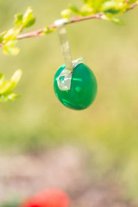 Close-up of balloons hanging on plant