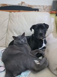 Dog, cat, friends