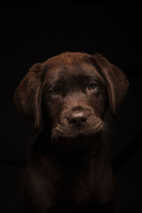 Close-up of beautiful three month old labrador puppy on black background. isolated image. 