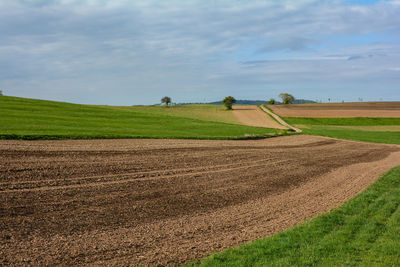 Landscape with trees and a field, with blue sky and copy space