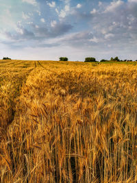 Scenic view of wheat field against sky