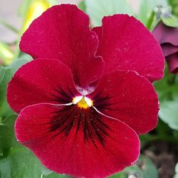 Close-up of red flower blooming outdoors