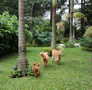 Trees on grassy field