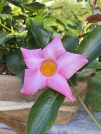 Close-up of pink flowering plant