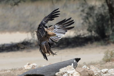 Close-up of bird flying