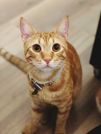 Portrait of tabby cat on floor