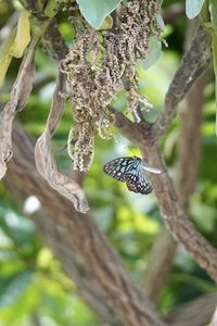 Close-up of butterfly perching on tree