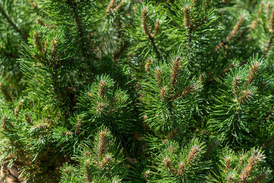 Full frame of a white pine evergreen tree. pinus strobus 