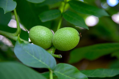 Close-up of fruits growing on tree