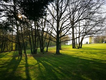 Trees on landscape against sky