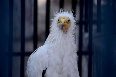 Close-up of white owl in cage