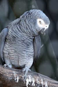 Close-up of parrot