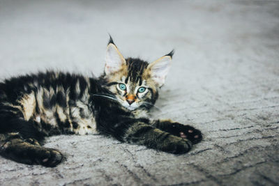 Small gray sleeping striped kitten maine coon several months lying on the floor 