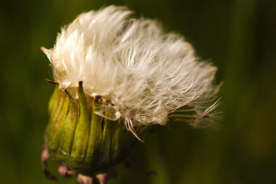 Close-up of honey bee on flower